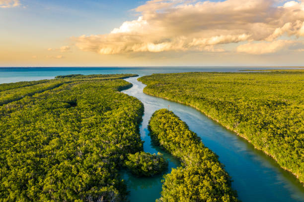 Stepped Up Ag Efforts for Everglades